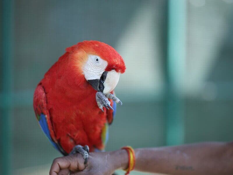Guest holding a parrot at Manas Resort petting zoo