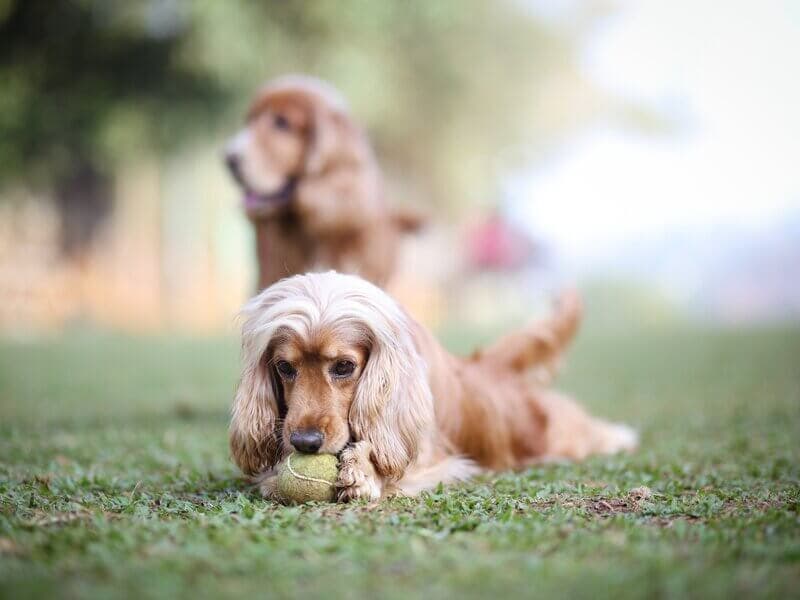 Dog walking on lawn with frisbee at Manas Resort Igatpuri