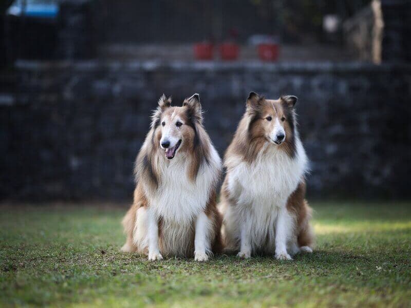 Pet parent relaxing on the lawn at Manas Resort pet-friendly resort Igatpuri