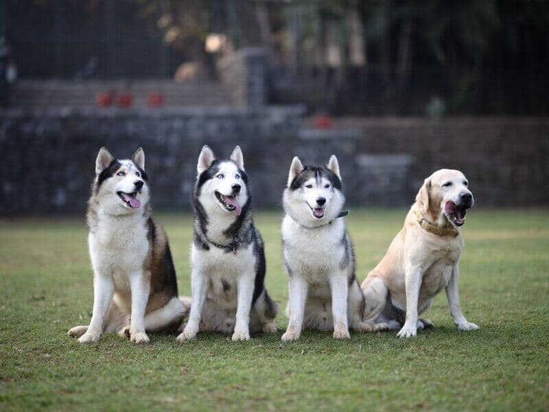 Three dogs relaxing at Manas Resort pet-friendly resort