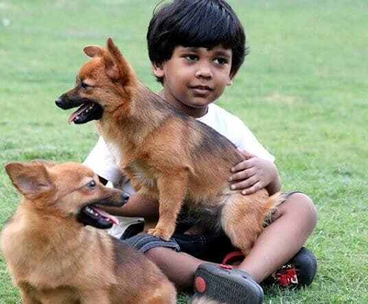 Dog family at Manas Resort's pet-friendly petting zoo