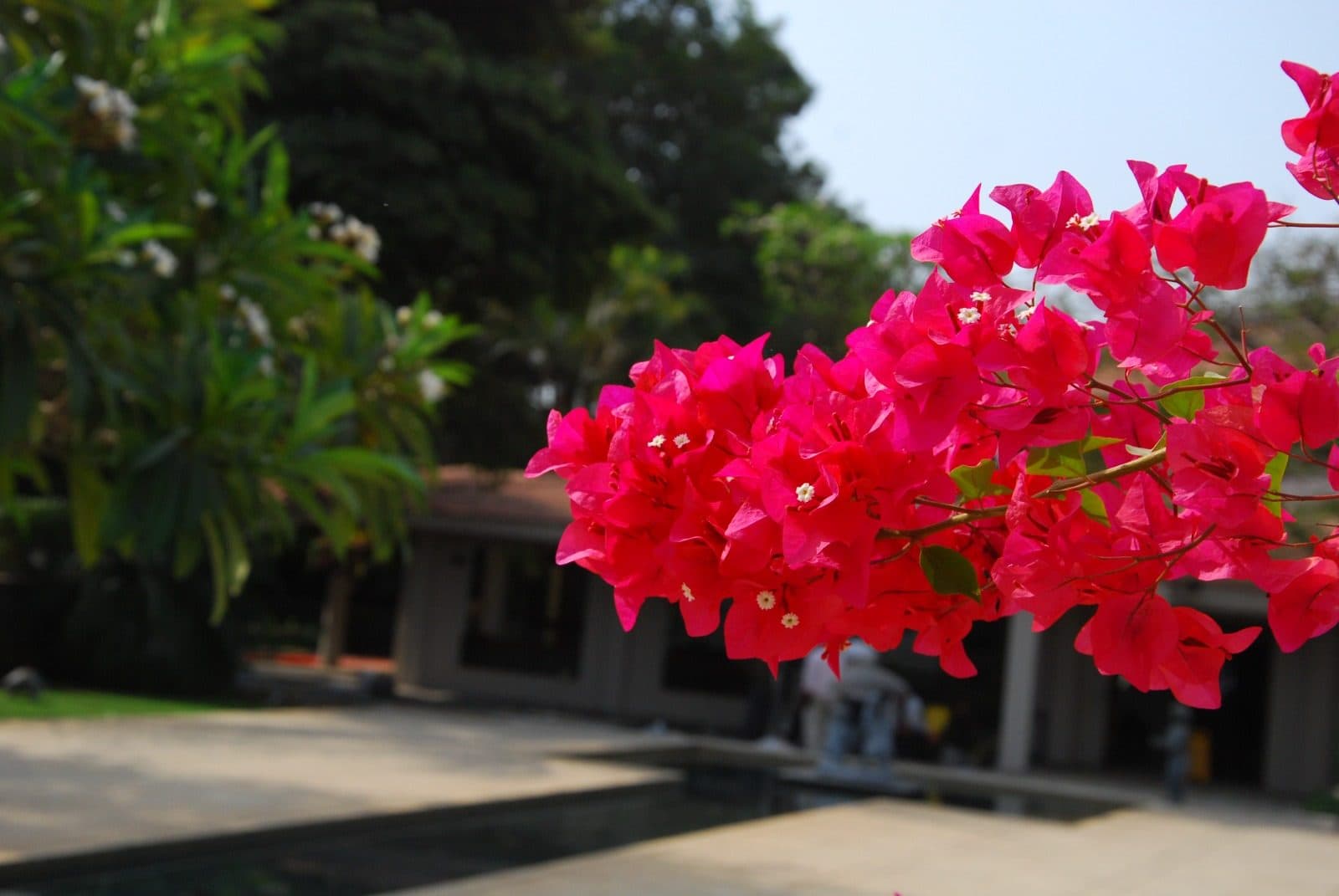 Infinity pool surrounded by greenery at Manas Resort
