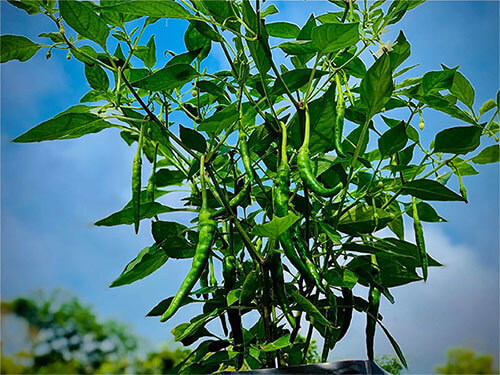 Organic Farm At Manas Resort